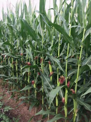 河北省第五十二次審定通過主要農作物品種名單公布 助力農業生產提質增效