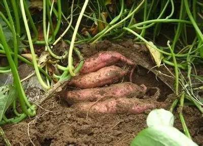 非主要農作物種子登記新規解讀 5月1日起29種作物必須登記