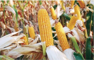隆平生物玉米種子 科技育種結碩果，現代農業展新篇