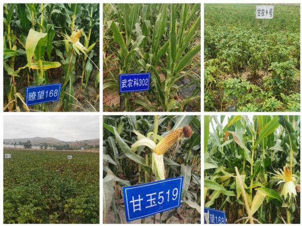 通渭縣種子服務站引領種業創新，新品種試驗示范觀摩活動促農增收