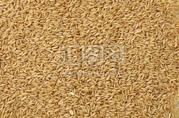 種子 農業的基石與未來的希望