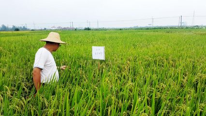 攜手并進，共創未來 網總管與禾佳源農業共建特用型農作物種子新篇章