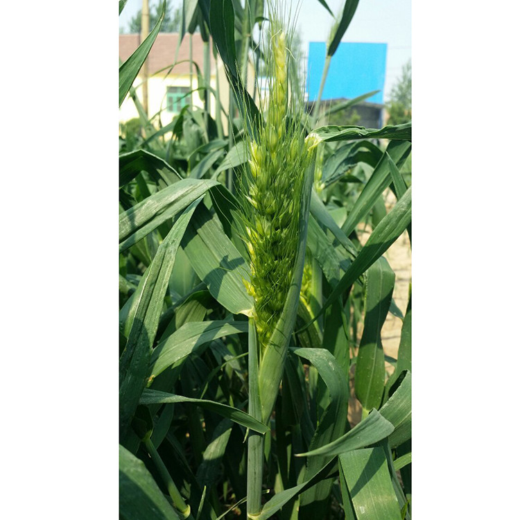 綠野新希望 樂陵弭科有機彩色小麥的培育與價值