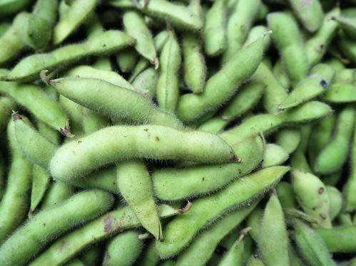 農(nóng)村大嫂巧種優(yōu)質(zhì)蔬菜，年收兩茬創(chuàng)收高，畝收益達(dá)1.2萬元